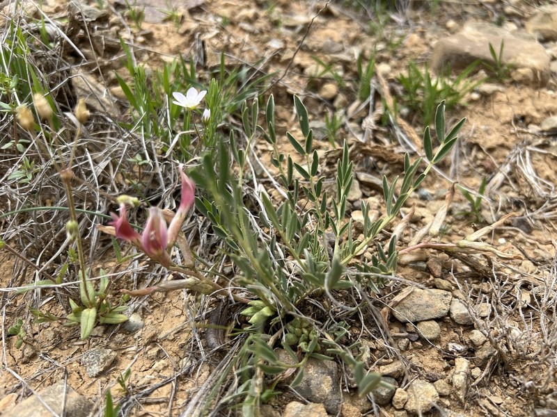 Astragalus geocyamus photo 6