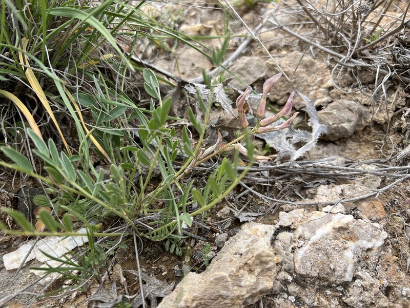 Astragalus geocyamus photo 7