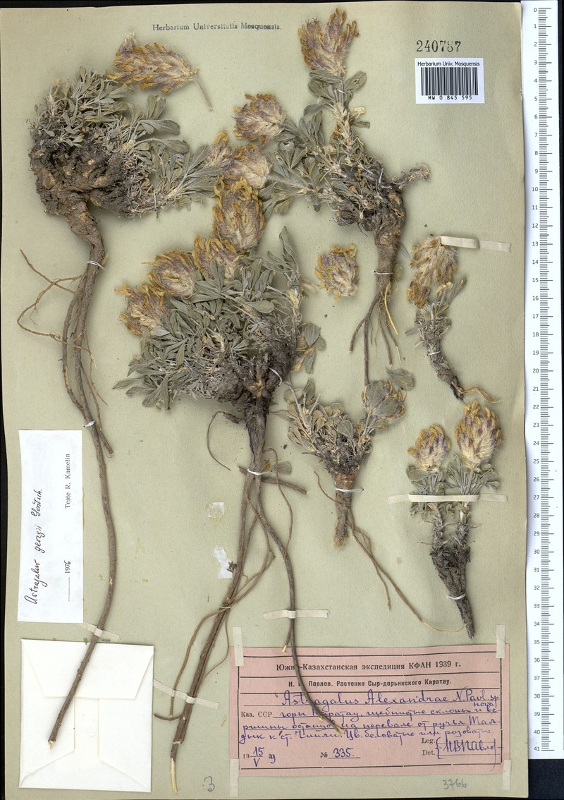 Astragalus georgii