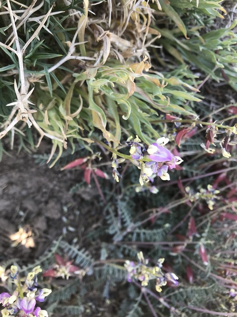 Astragalus germainii