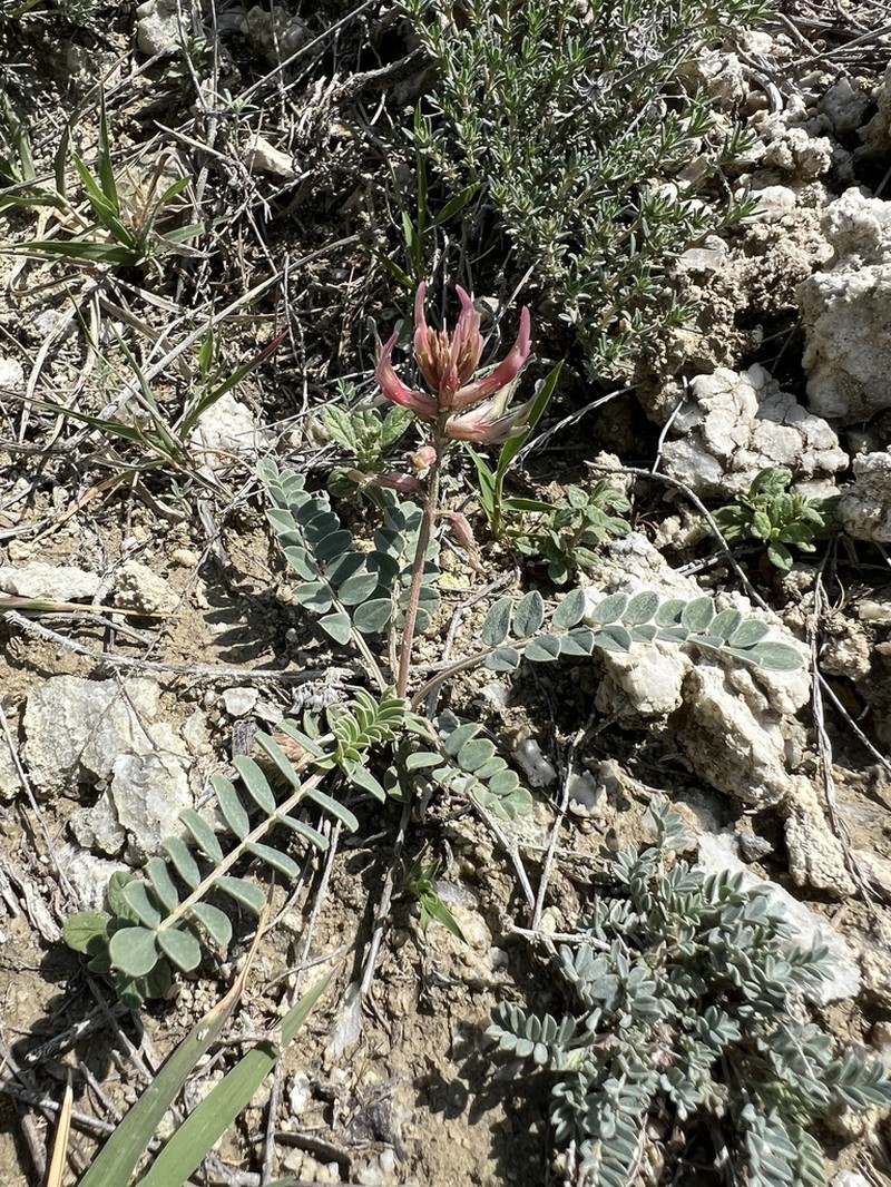 Astragalus germanicopolitanus