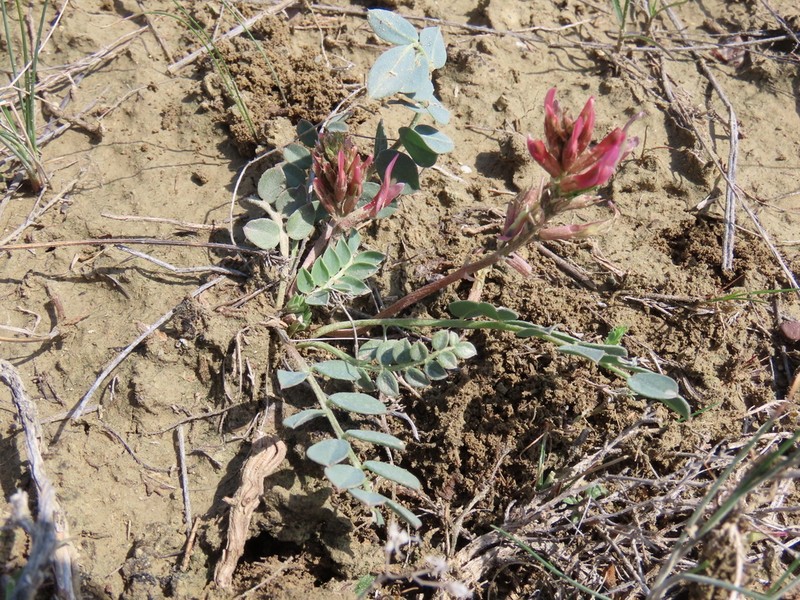 Astragalus germanicopolitanus photo 2