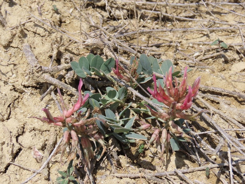 Astragalus germanicopolitanus photo 3