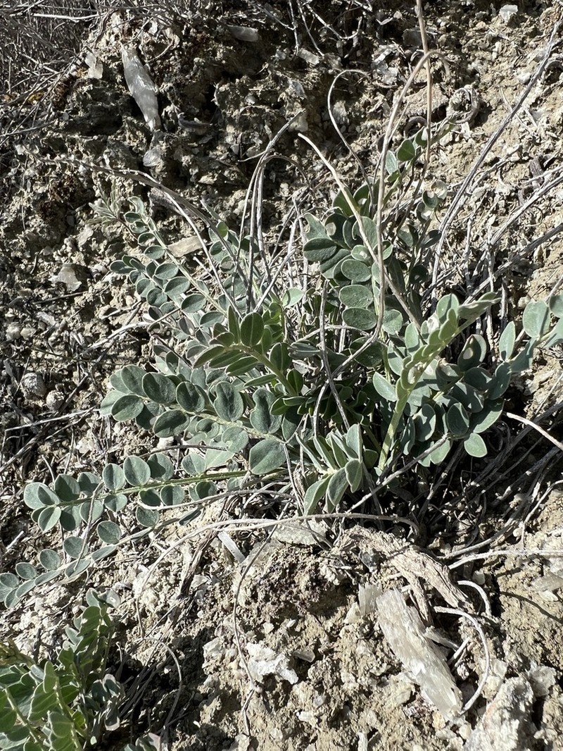 Astragalus germanicopolitanus photo 5