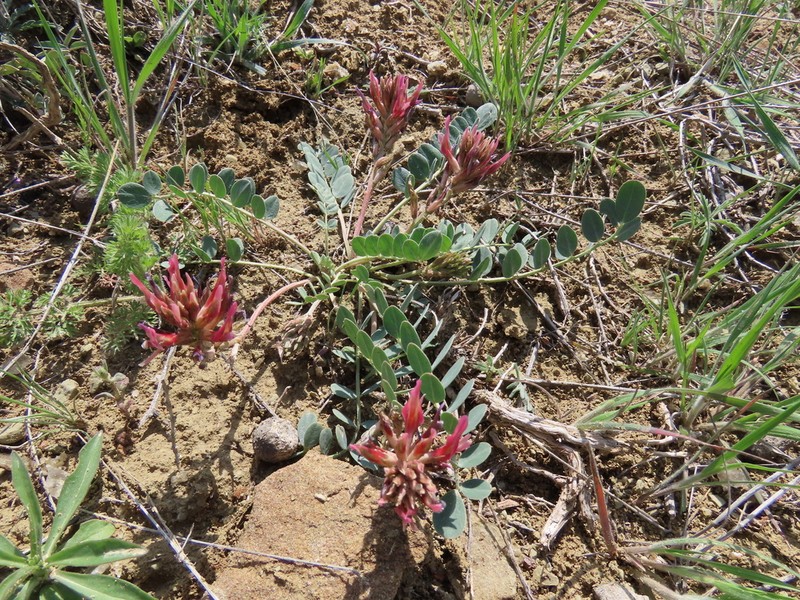 Astragalus germanicopolitanus photo 6
