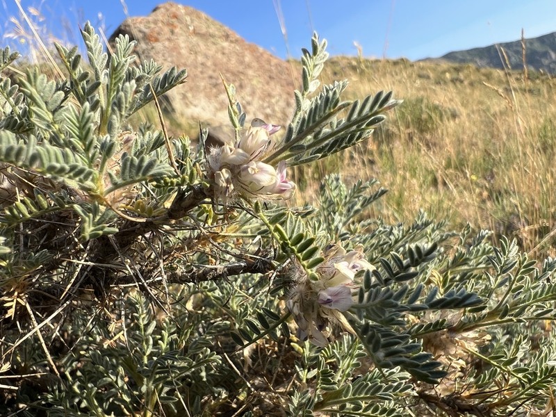Astragalus gevashensis