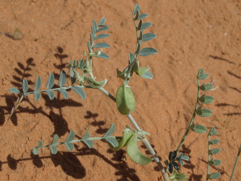 Geyer's Milkvetch