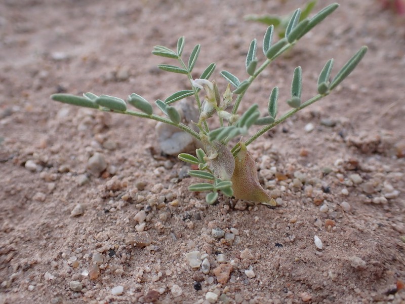 Geyer's Milkvetch photo 2
