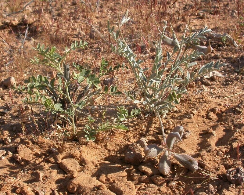 Geyer's Milkvetch photo 3