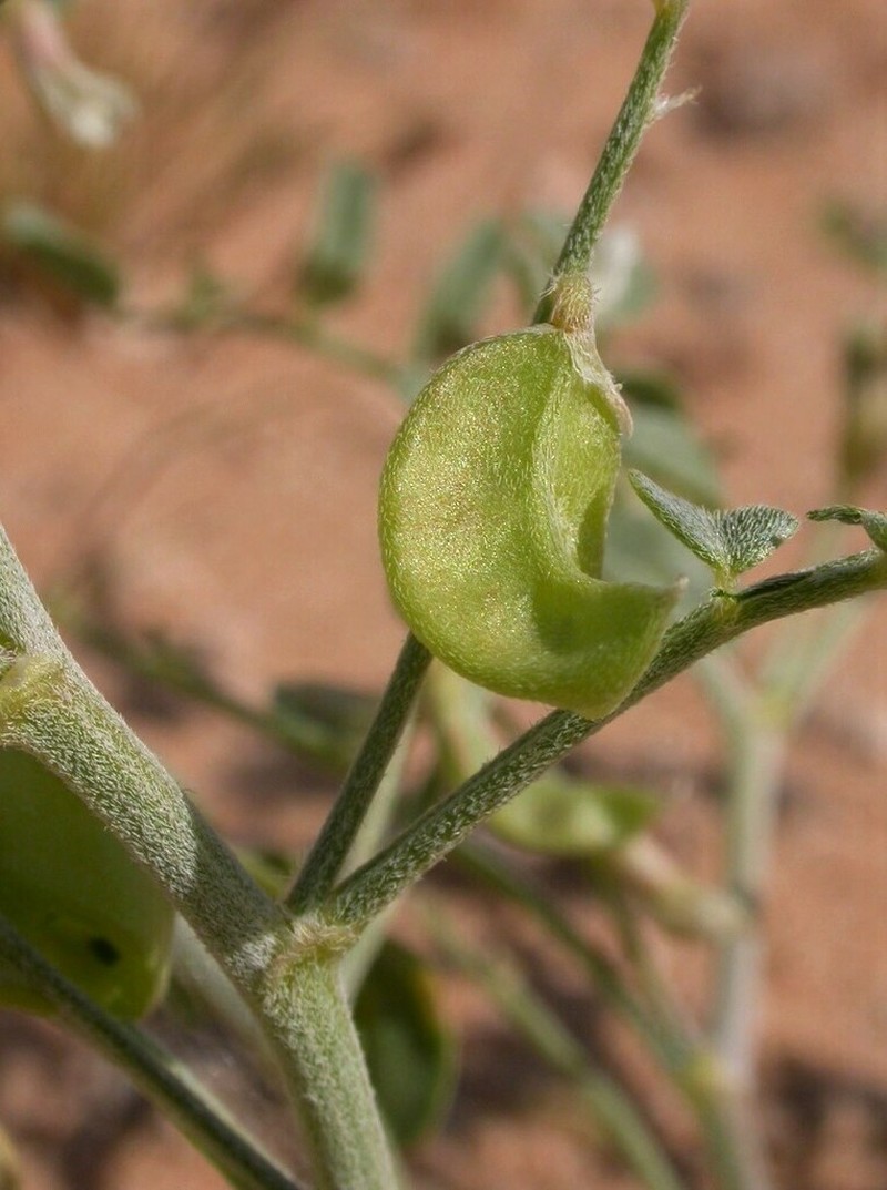Geyer's Milkvetch photo 4