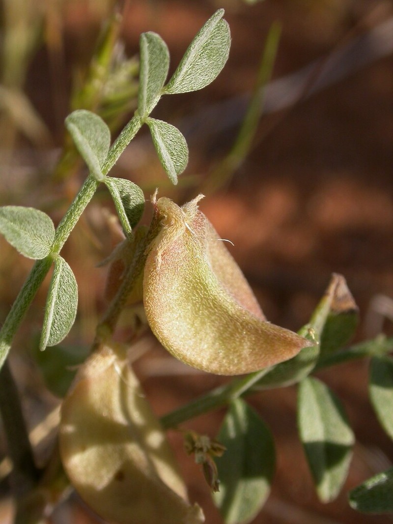 Geyer's Milkvetch photo 5