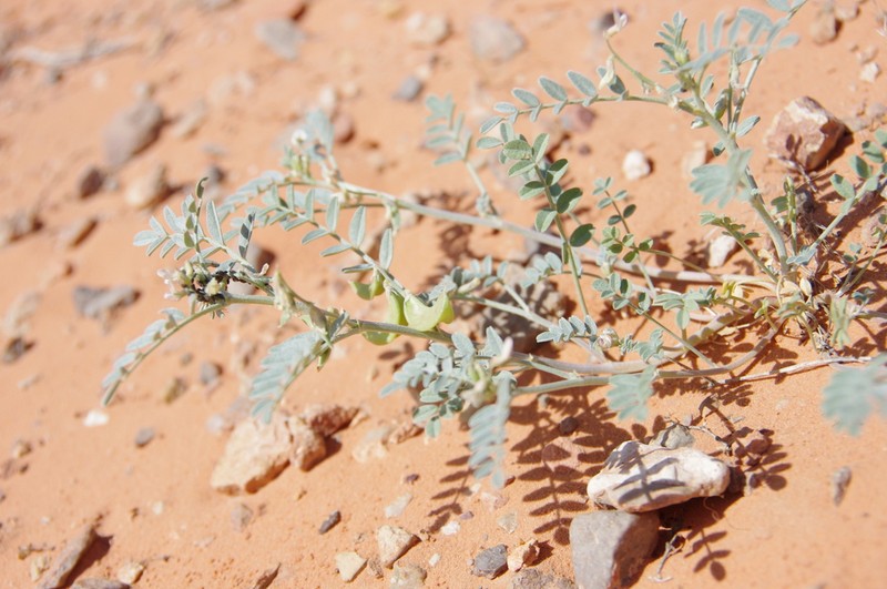 Geyer's Milkvetch photo 7