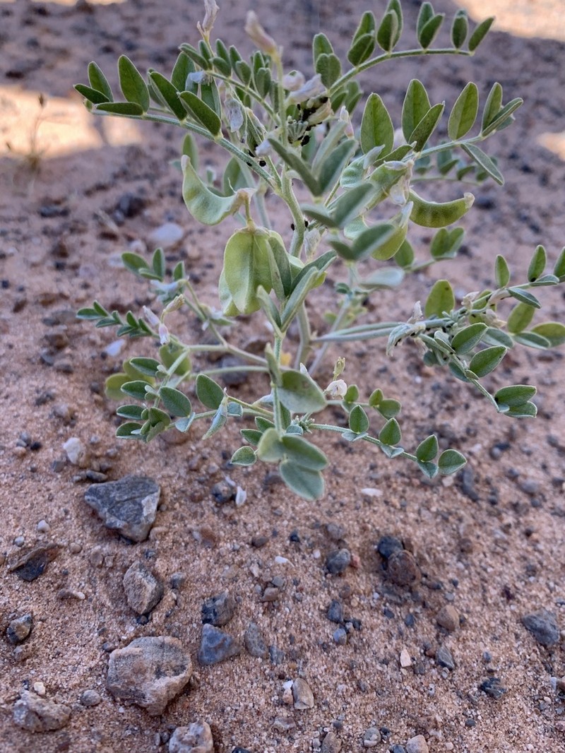 Geyer's Milkvetch photo 8