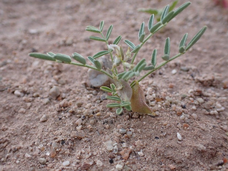 Astragalus geyeri var. geyeri