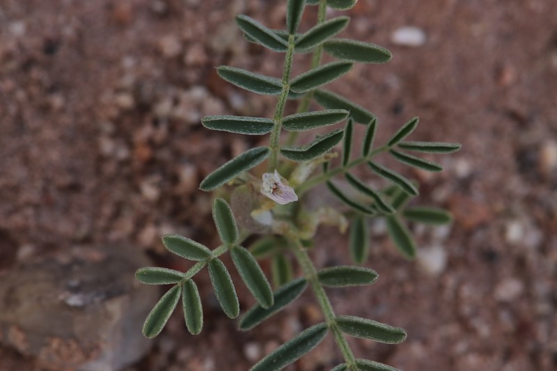 Astragalus geyeri var. geyeri photo 2