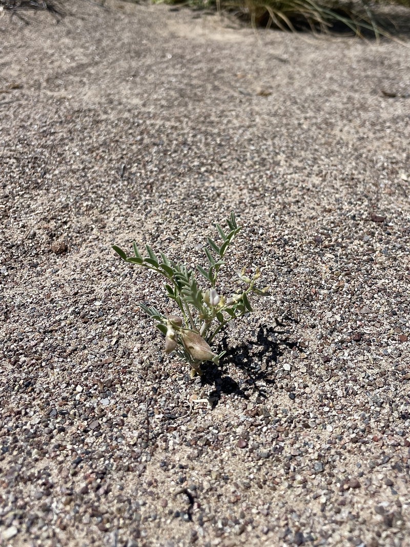 Astragalus geyeri var. geyeri photo 3