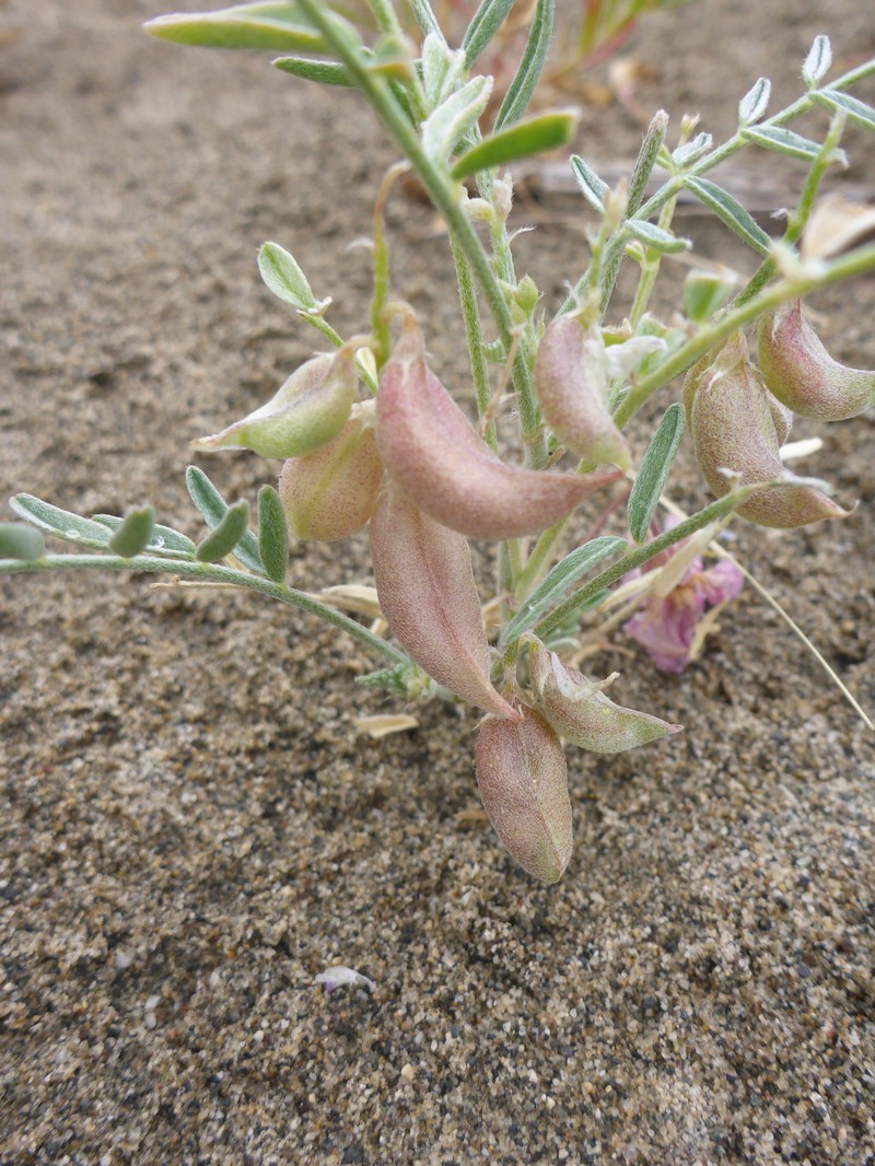 Astragalus geyeri var. geyeri photo 4