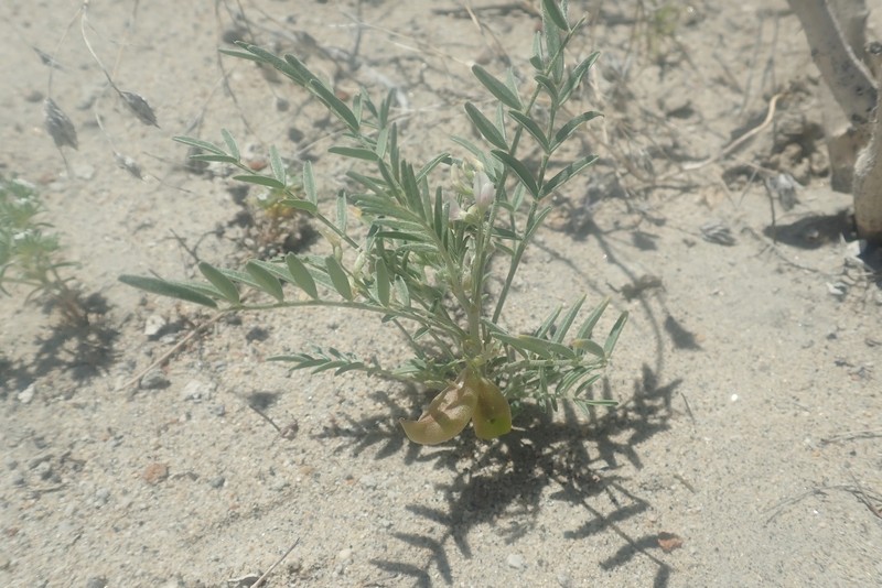 Astragalus geyeri var. geyeri photo 5