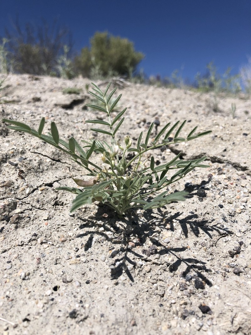 Astragalus geyeri var. geyeri photo 6
