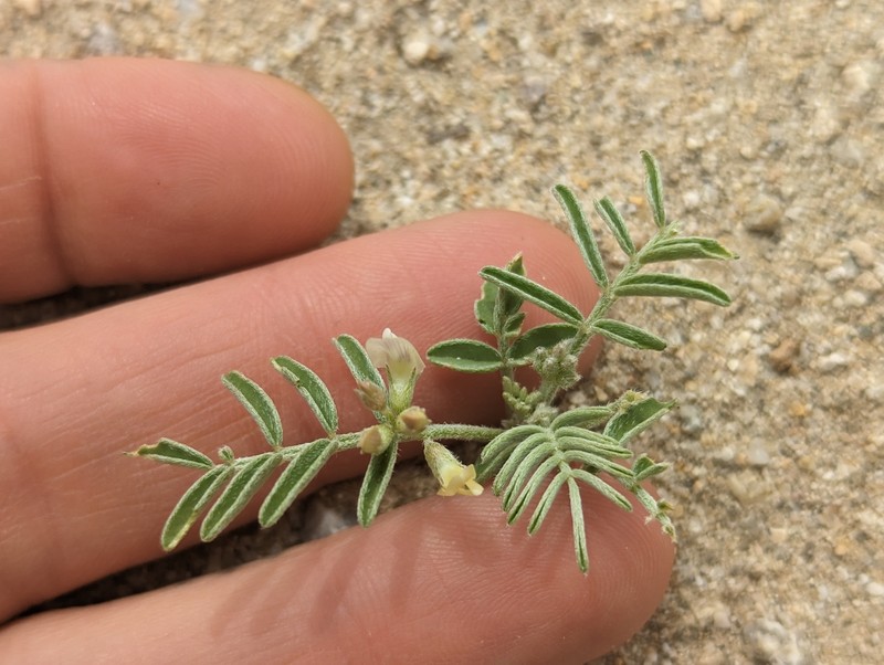 Astragalus geyeri var. geyeri photo 7