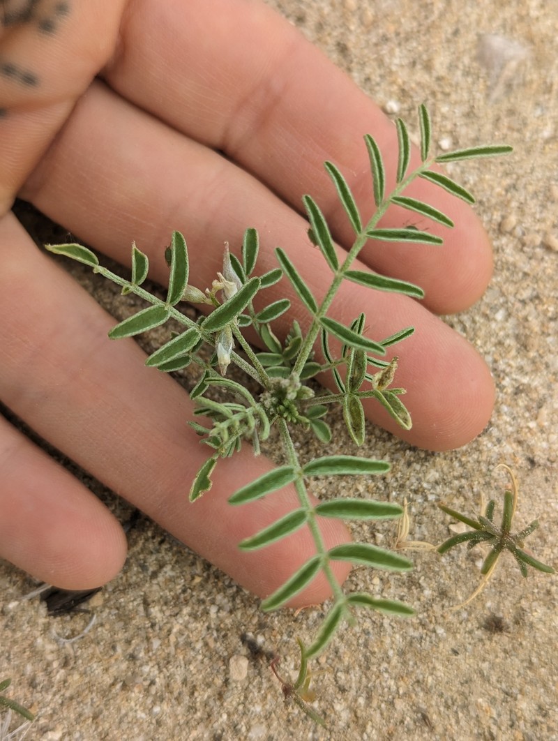 Astragalus geyeri var. geyeri photo 8