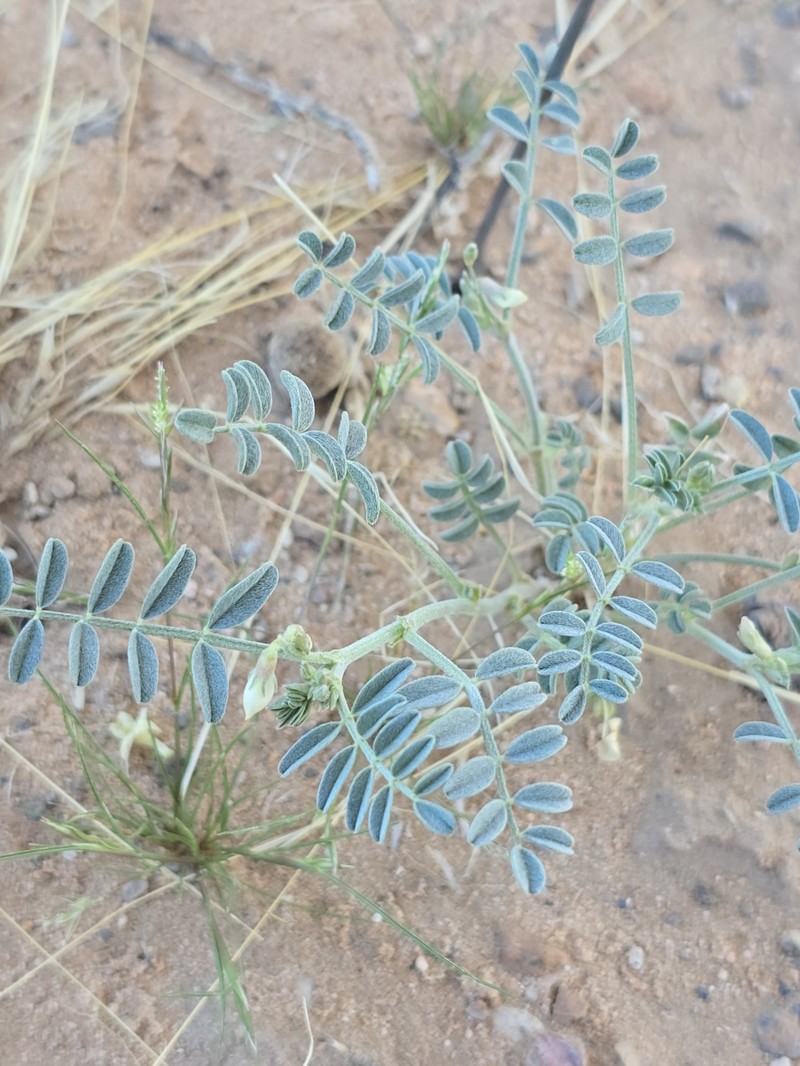 Astragalus geyeri var. triquetrus