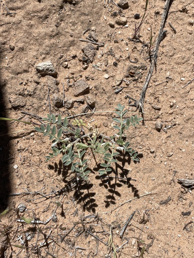Astragalus geyeri var. triquetrus photo 2