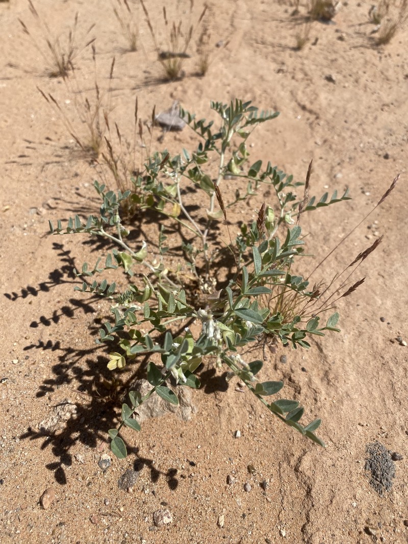 Astragalus geyeri var. triquetrus photo 3