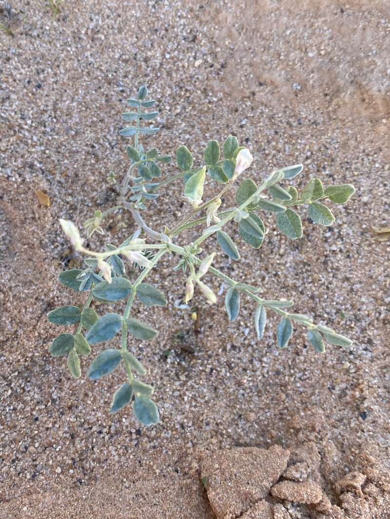 Astragalus geyeri var. triquetrus photo 4