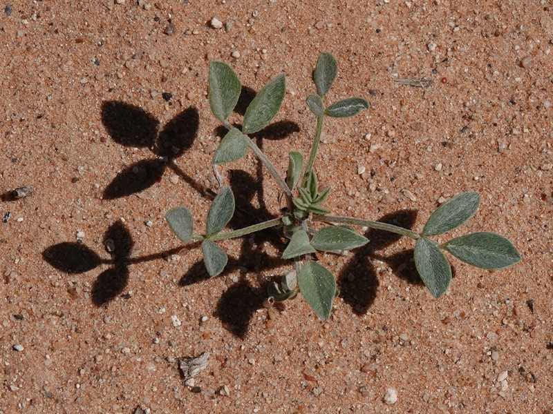 Astragalus geyeri var. triquetrus photo 5
