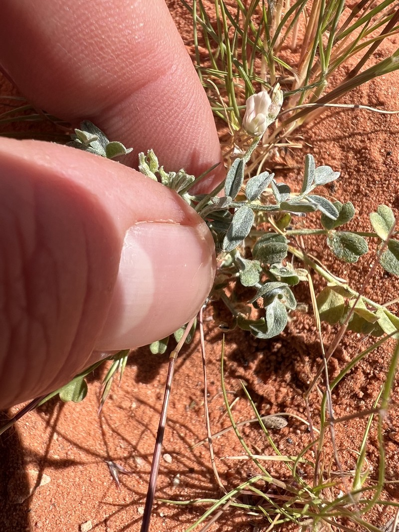 Astragalus geyeri var. triquetrus photo 6