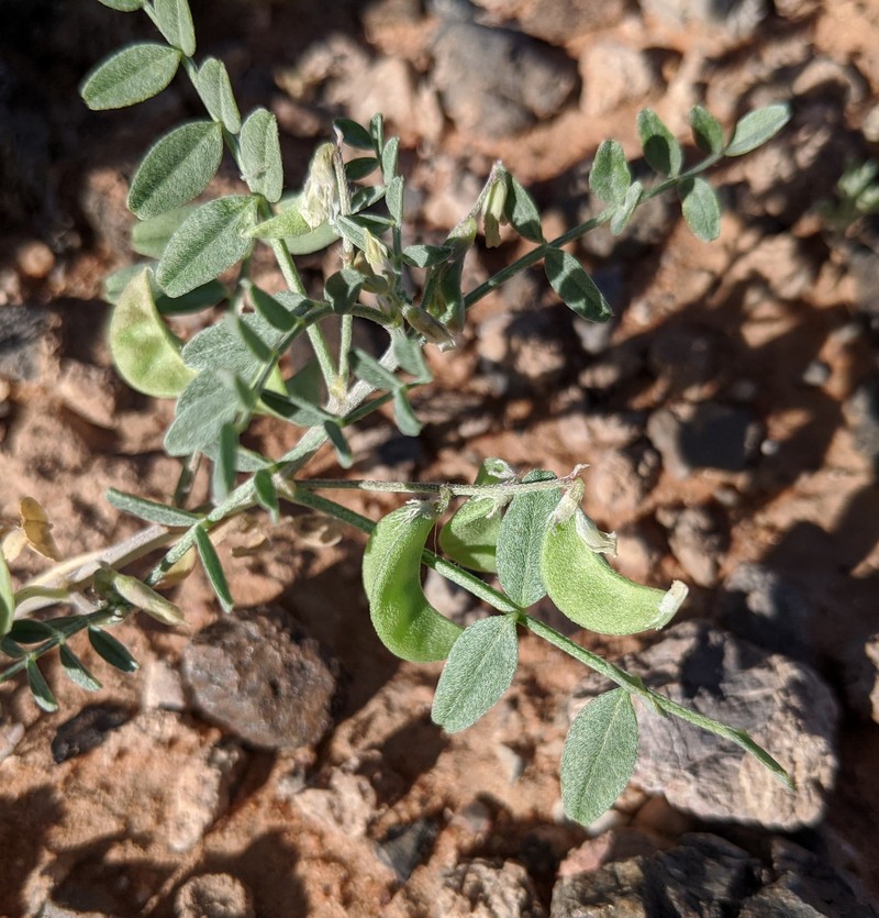Astragalus geyeri var. triquetrus photo 7