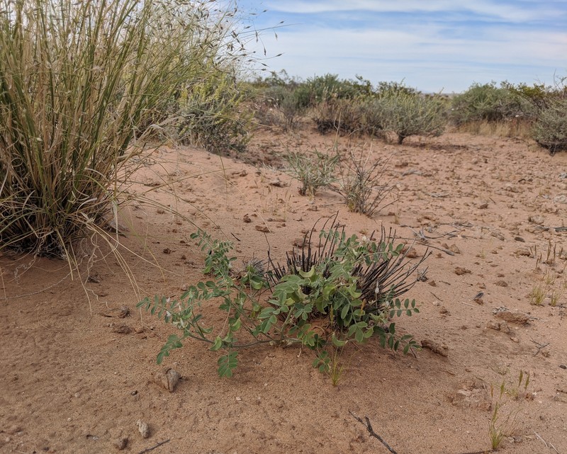 Astragalus geyeri var. triquetrus photo 8