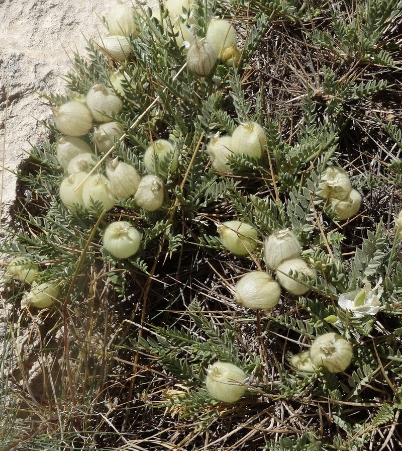 Astragalus ghashghaicus