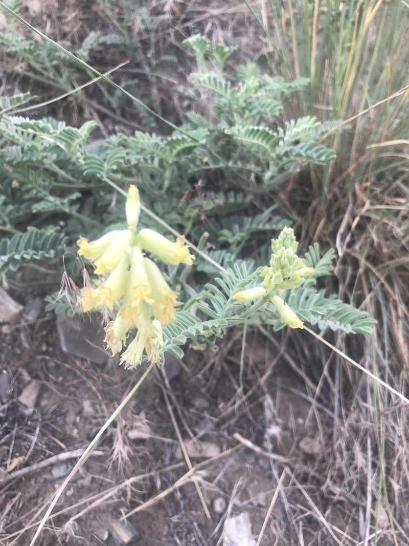 Gibbs' Milkvetch photo 3