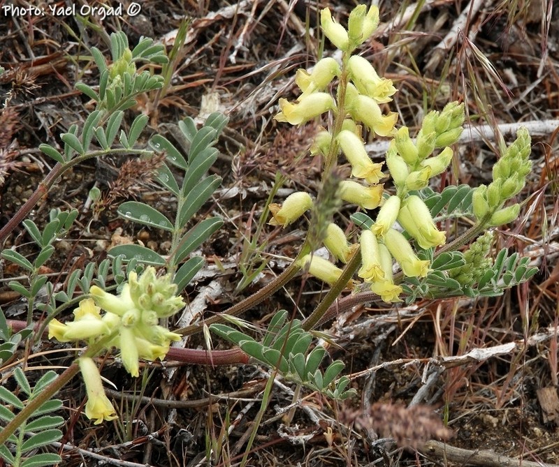 Gibbs' Milkvetch photo 4