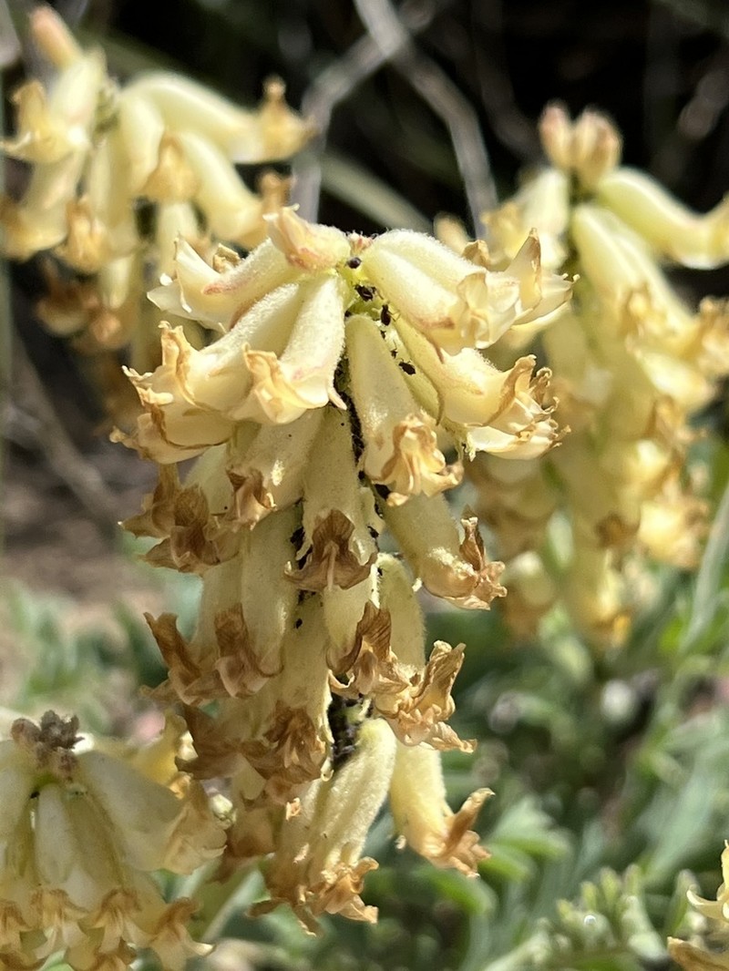 Gibbs' Milkvetch photo 5