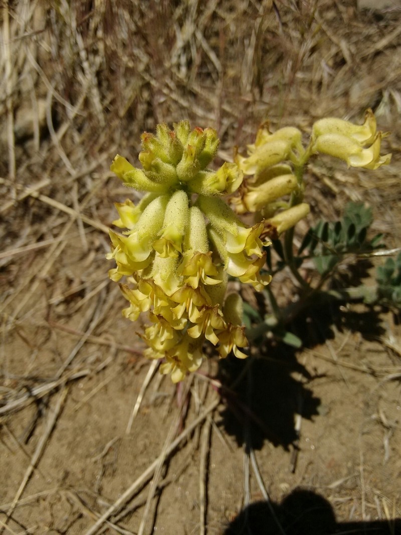 Gibbs' Milkvetch photo 6