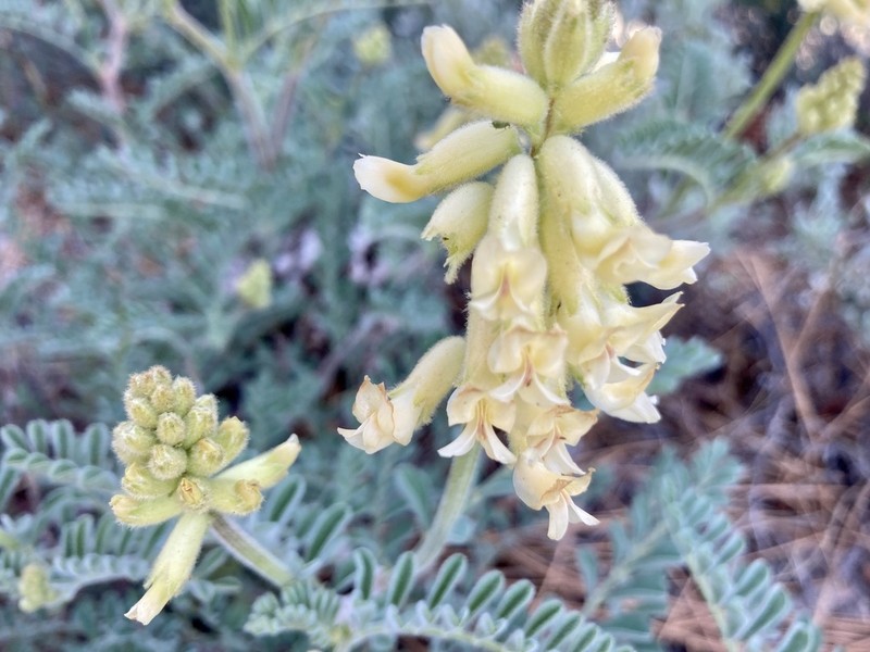 Gibbs' Milkvetch photo 7