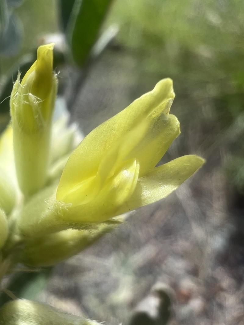 Giant Milkvetch