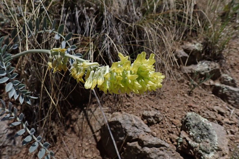 Giant Milkvetch photo 2