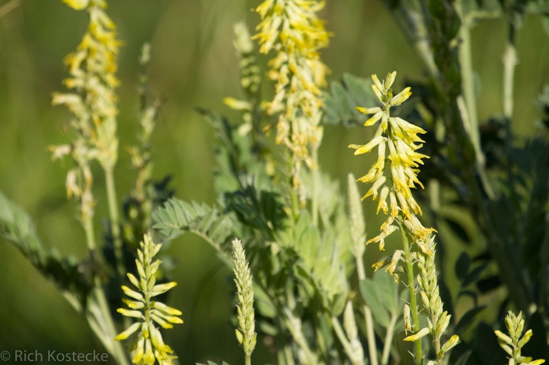 Giant Milkvetch photo 3