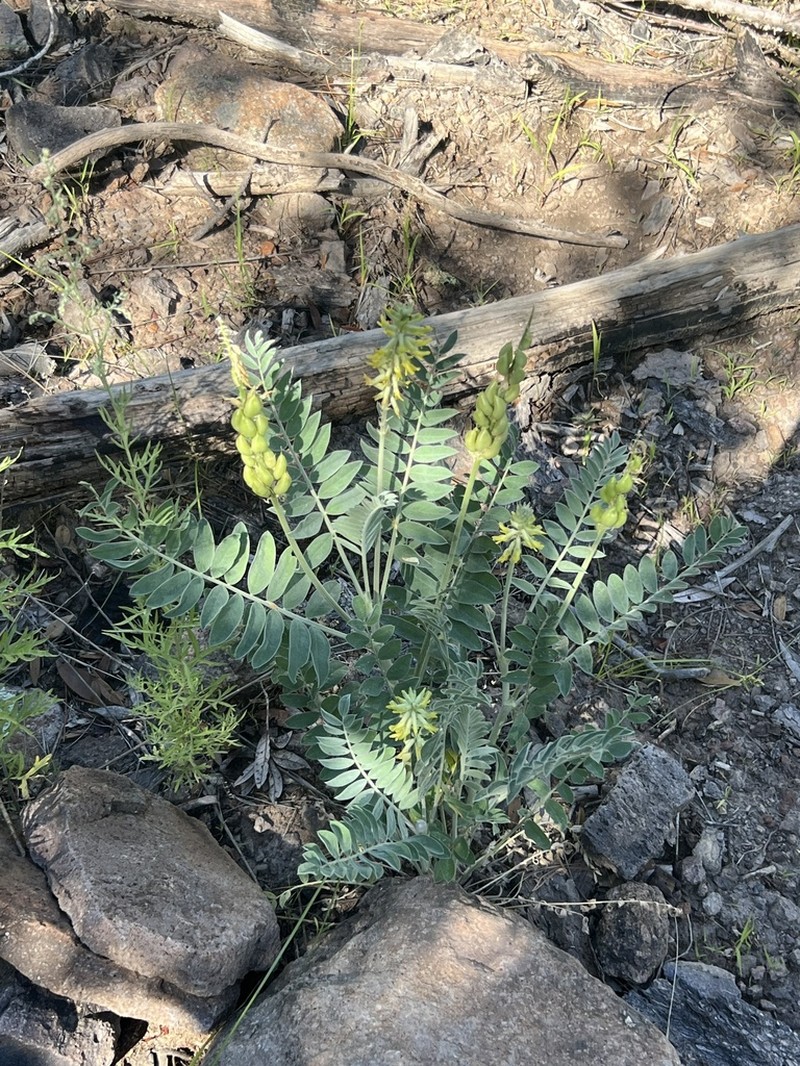 Giant Milkvetch photo 4