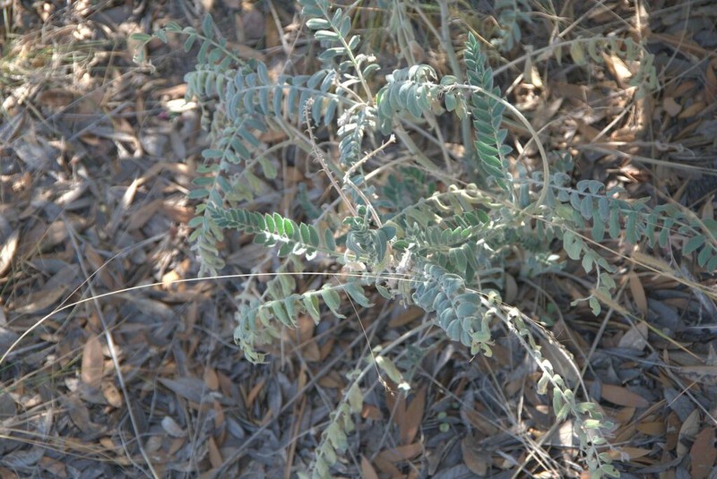 Giant Milkvetch photo 5