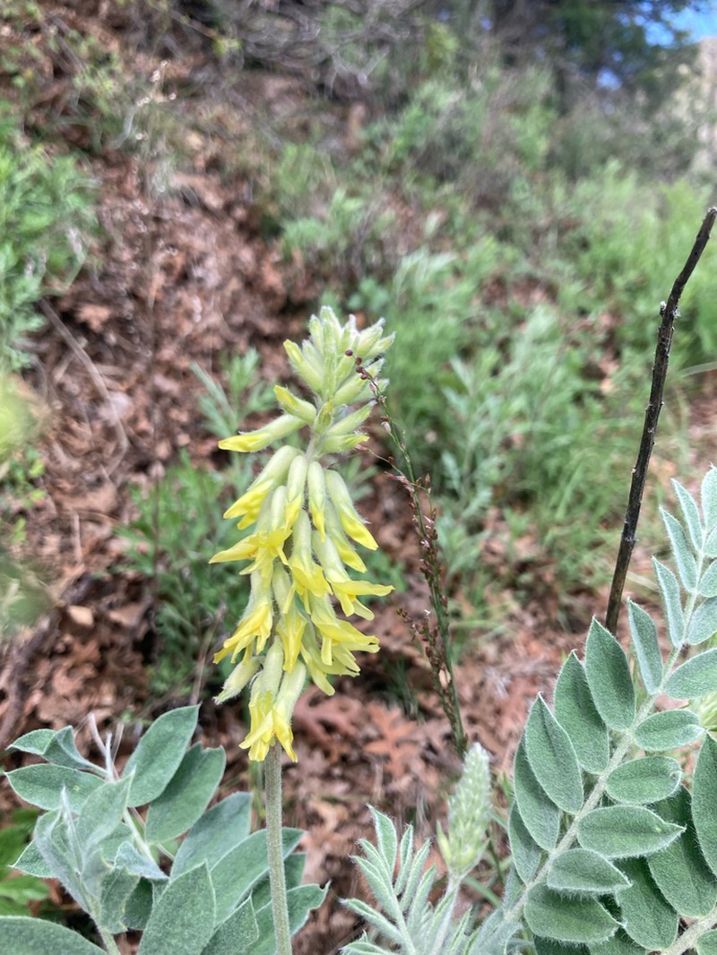 Giant Milkvetch photo 6