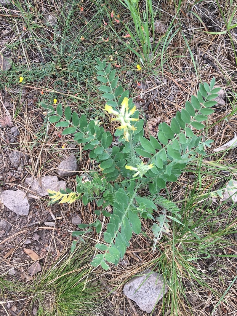 Giant Milkvetch photo 7