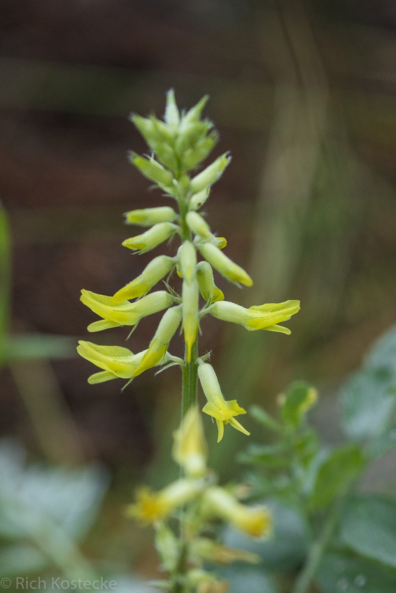 Giant Milkvetch photo 8