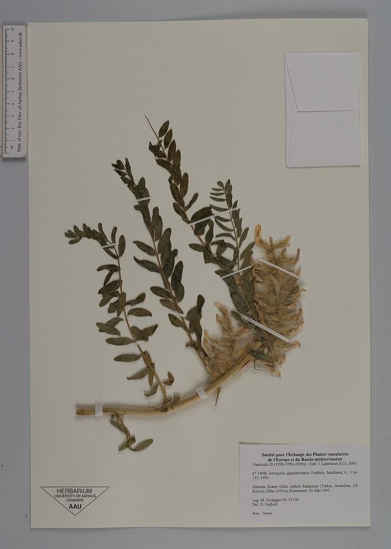 Astragalus gigantostegius