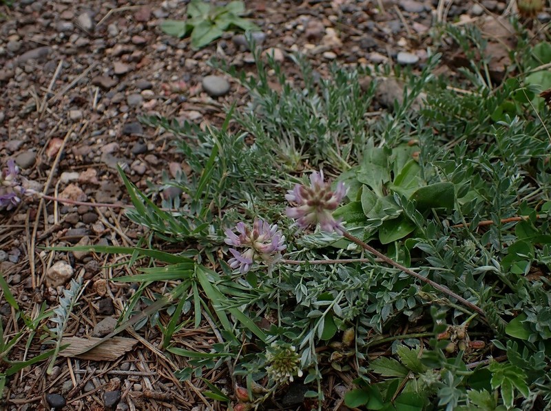 Gila Milkvetch
