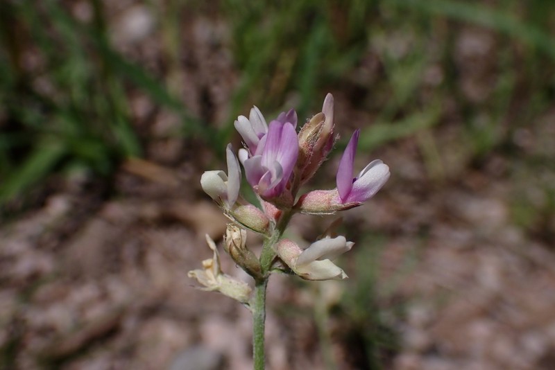 Gila Milkvetch photo 2
